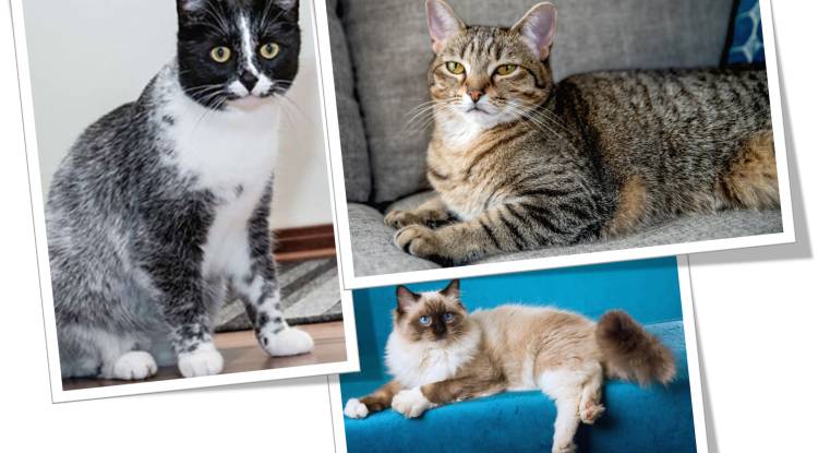 Salt Licorice Cat, Tipped Tabby and Seal Point cat's Coat Design 