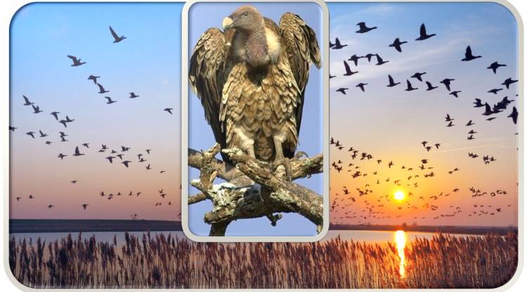 Why do birds migrate : How do migratory birds know where to go