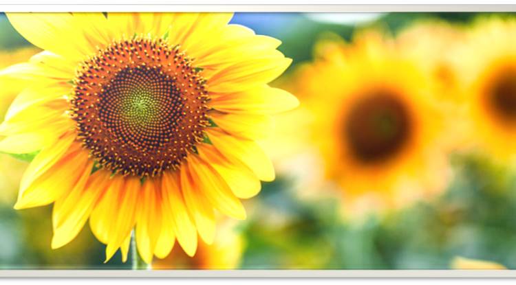 Sunflower: best time of year to plant sunflower seeds