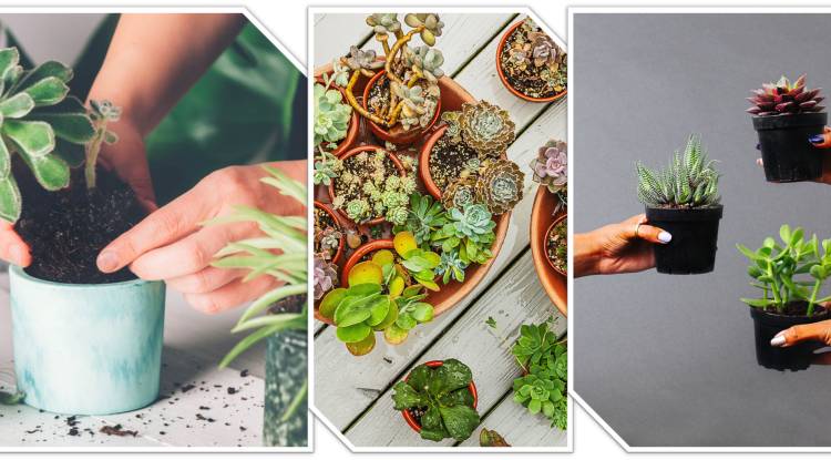 How to Repot and care Succulents
