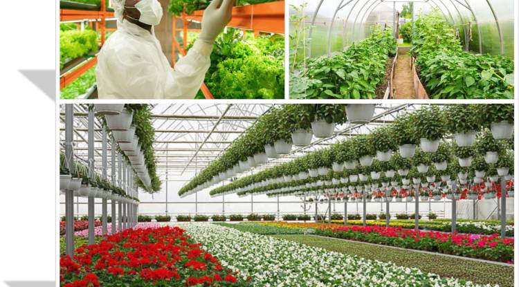Horticulture (Gardening)