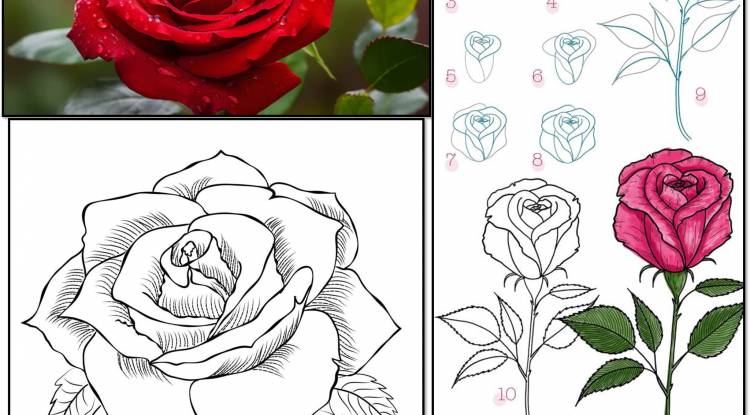 Flower: How to Draw a Rose