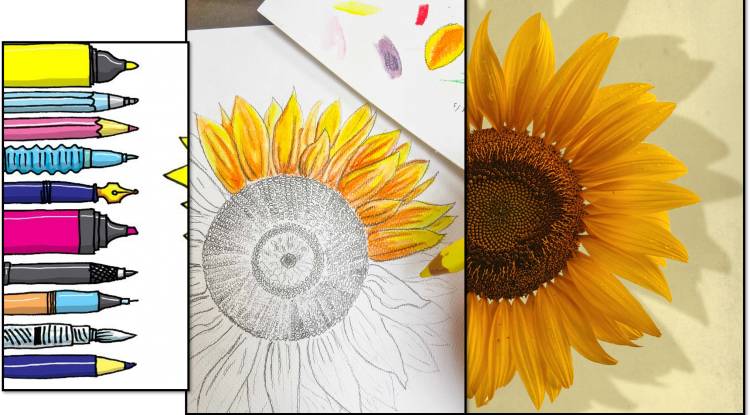 How to draw Sunflowers with steps
