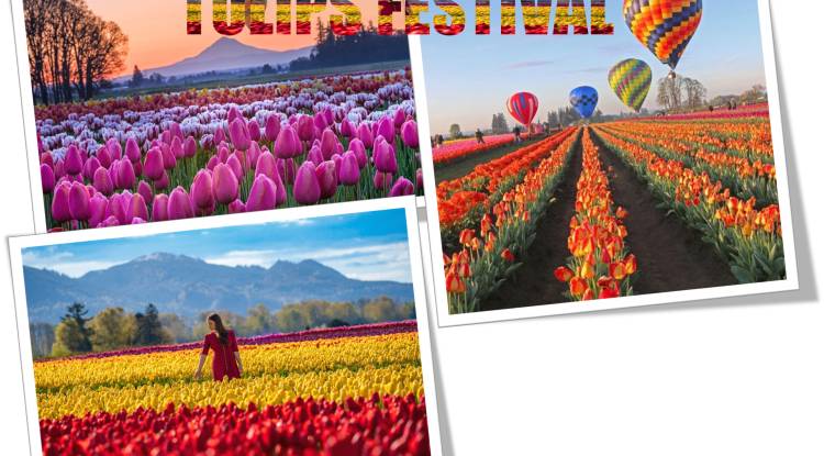 Tulips Festival Near Me