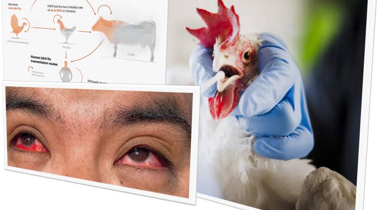 Bird Flu in Bird and Human: Treatment