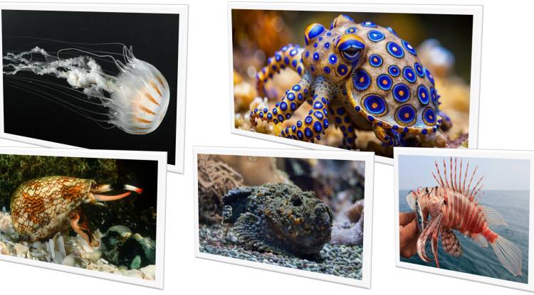The World's 5 Most Dangerous Sea Creatures-P1