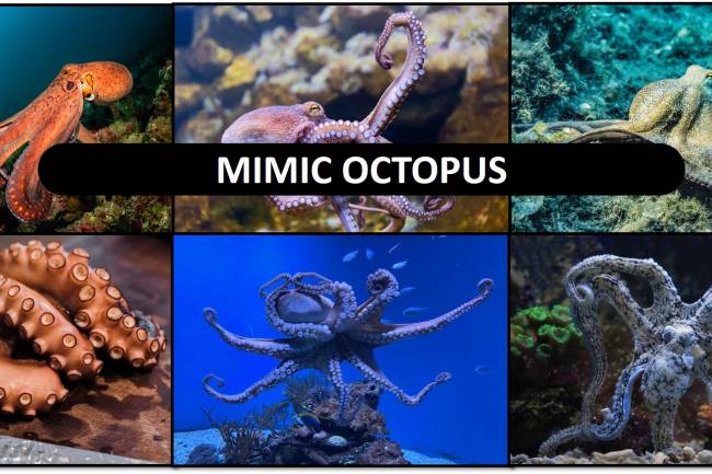 Octopus: mimic octopus