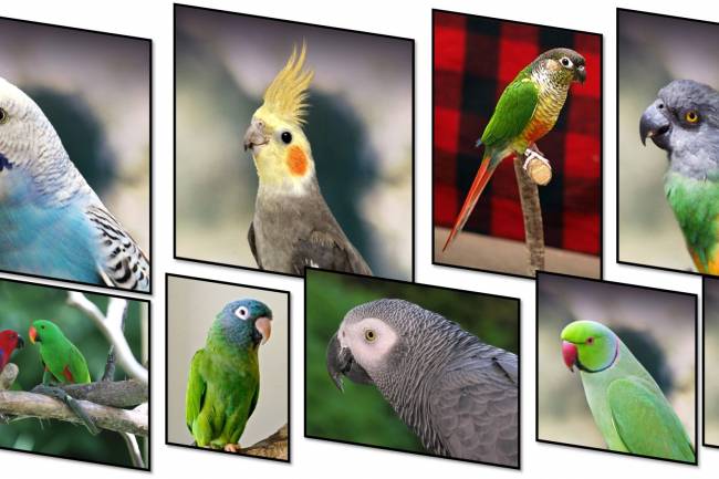 16 Most Beautiful Pet Parrots in the World: Detailed Information