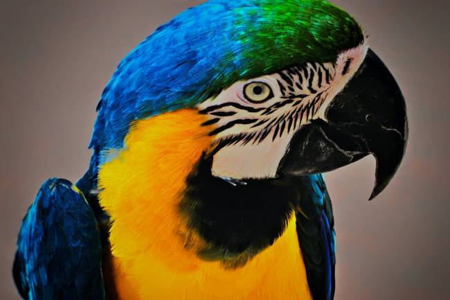 Blue and Gold Macaws: detailed information