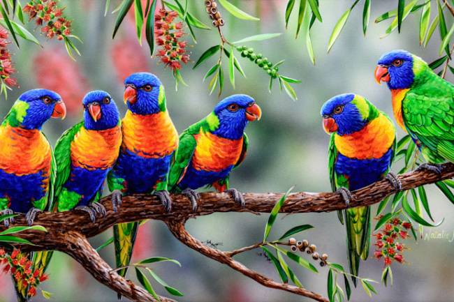Rainbow Lorikeets Parrots detailed information.