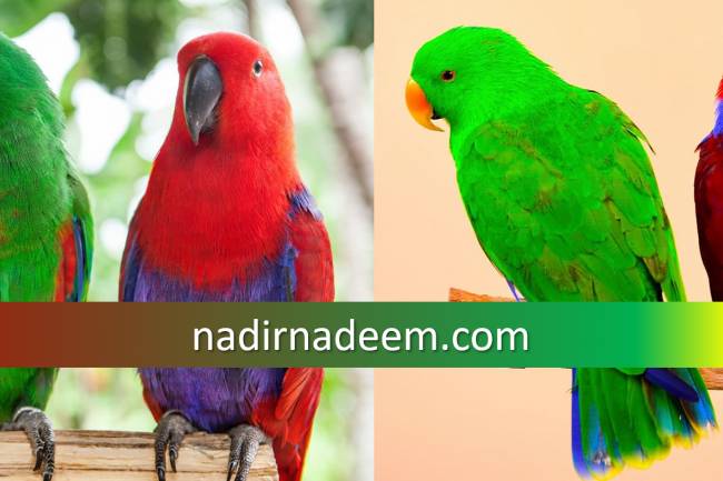 Eclectus Parrots: Detailed Information