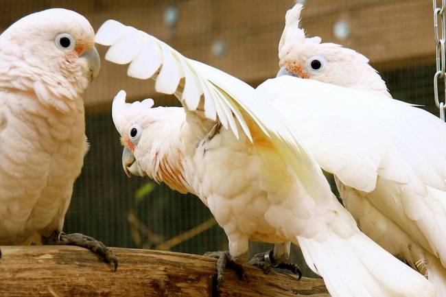 Goffin's Cockatoo Parrot: Detailed Information