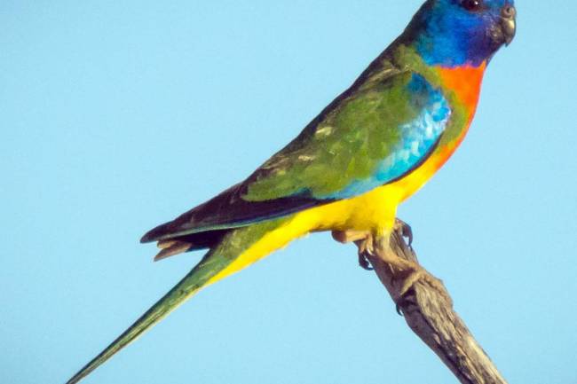 Scarlet Chested Parakeets: Detailed information of Parrot