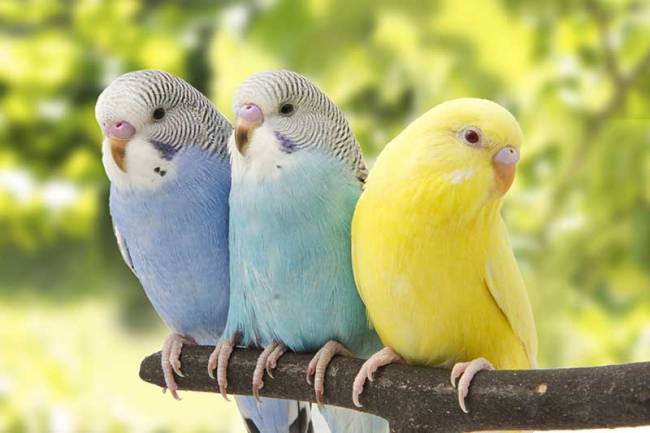 Budgie (Budgerigar) Parrot: Detailed Information