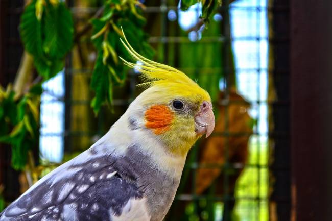Cockatiel Parrots: Detailed Information