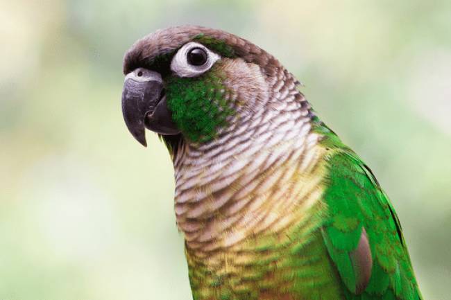 Green-Cheeked Conure parrot: popular pet