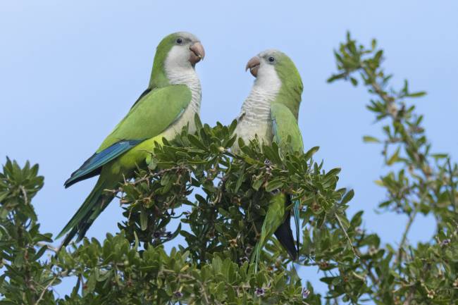 Quaker Parrots: Beyond the Simple Gray Coat