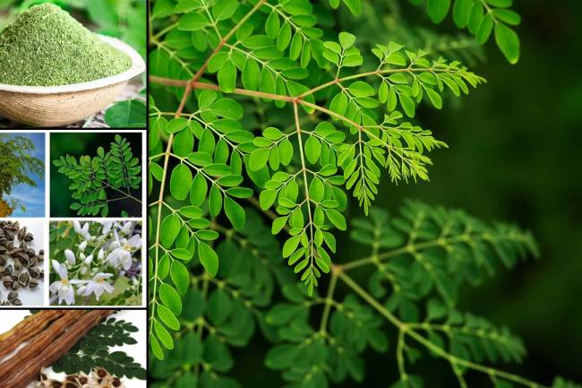 What are the side effects of taking moringa leaf powder? By Nutrition Professionals