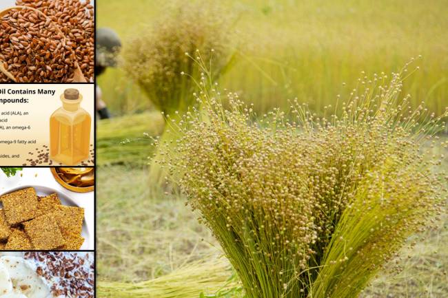 Flax (Linum Usitatissimum) Benefits for Heath by Nadir Nadeem