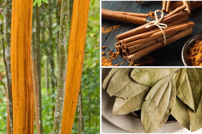 Cinnamon: (What Nutrition Specialists Say About Its Health Effects & More…)