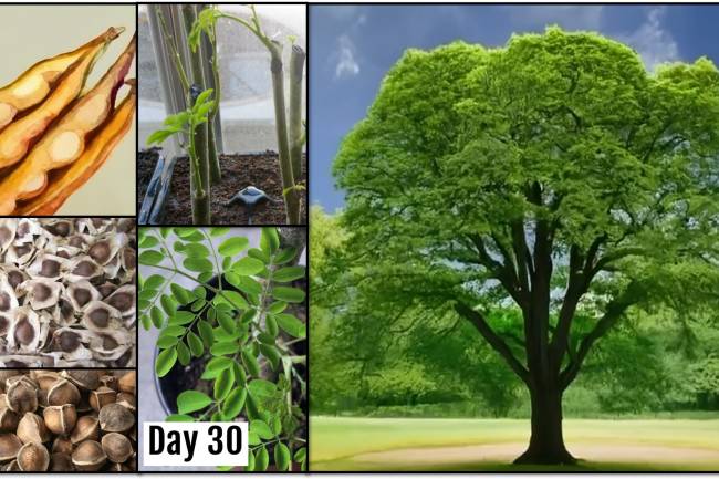 Moringa Tree: Moringa Power