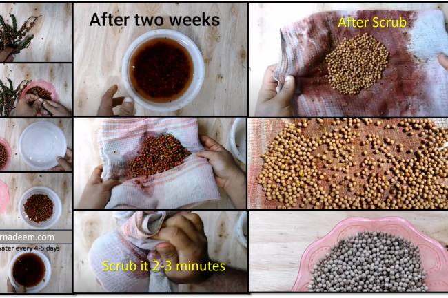 White Pepper: Benefits of white Pepper