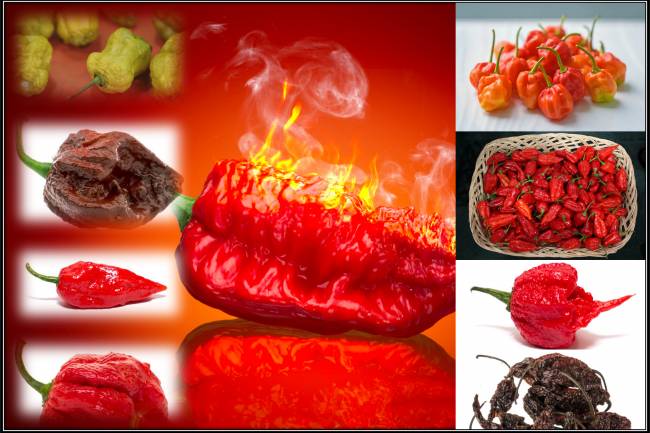 world's hottest peppers