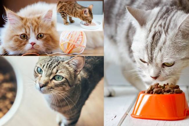 Cat Food Recall and Avian Flu