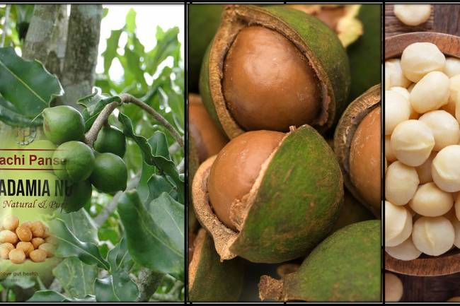 10 Health Paybacks of Macadamia Nuts