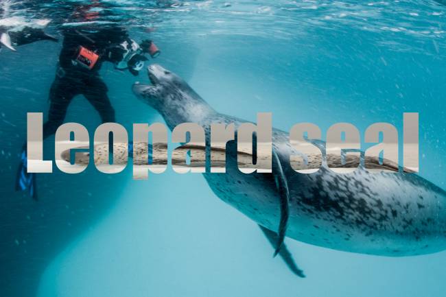 Leopard seal