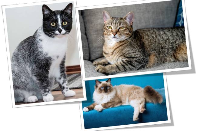Salt Licorice Cat, Tipped Tabby and Seal Point cat's Coat Design 