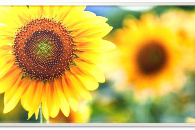 Sunflower: best time of year to plant sunflower seeds