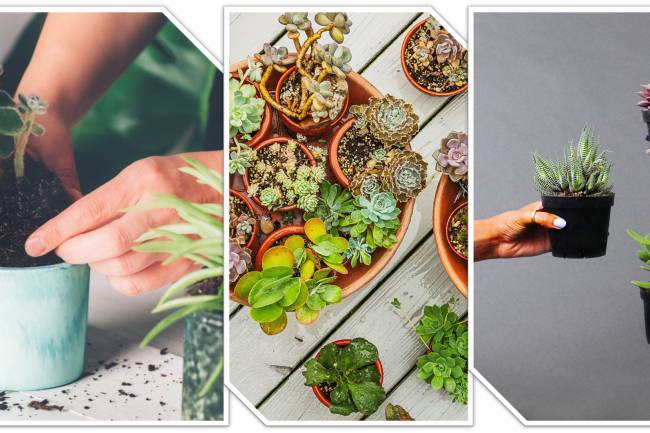 How to Repot and care Succulents