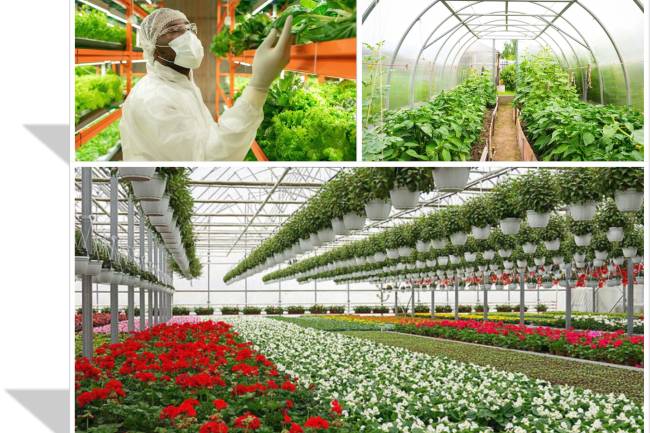 Horticulture (Gardening)