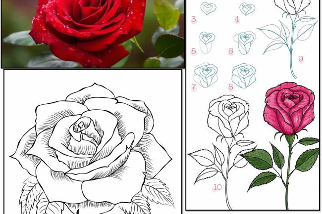 Flower: How to Draw a Rose