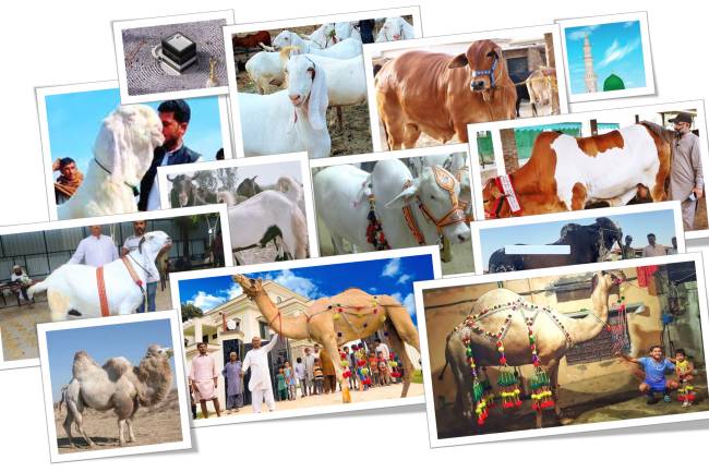 Eid-ul- Adha in 2025 and History: Eid -e-Qurban