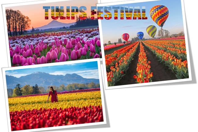 Tulips Festival Near Me