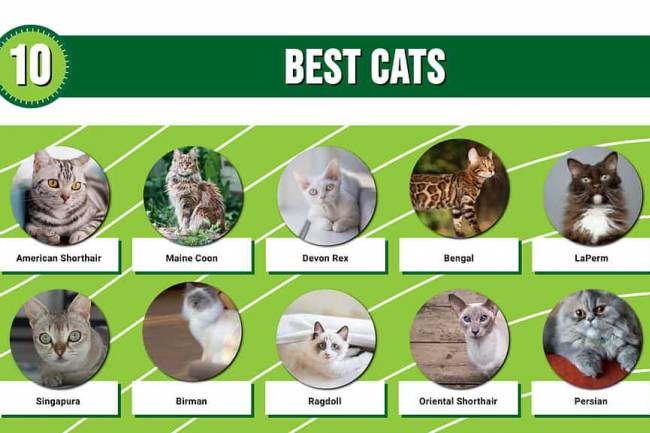 Top 10 cats in world
