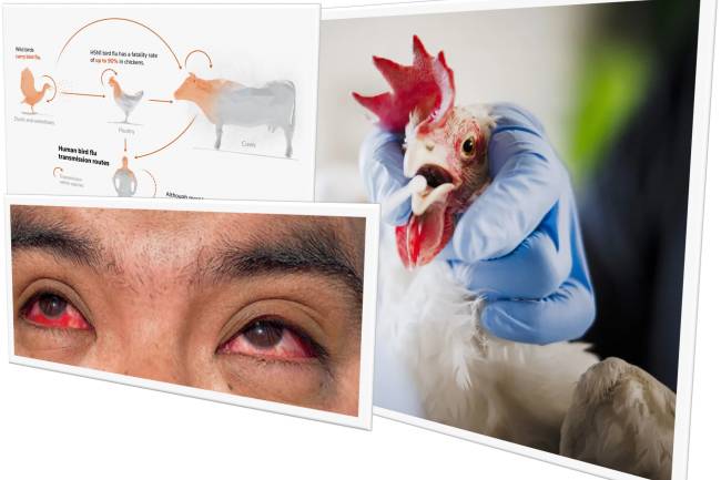Bird Flu in Bird and Human: Treatment