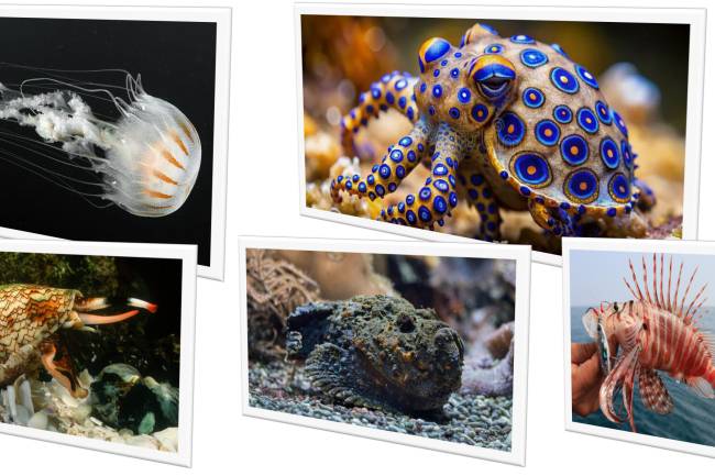 The World's 5 Most Dangerous Sea Creatures-P1