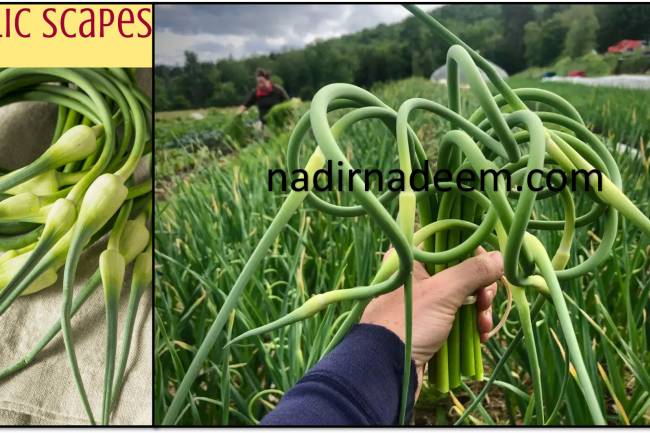 What to Do with Garlic Cloves (scapes)